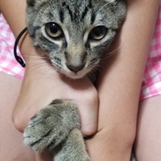 キジトラ♂️双子　大至急お願いします‼️