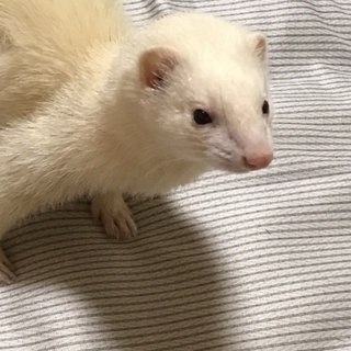 フェレット 7才♀です