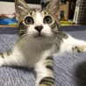 おたじま