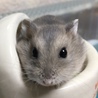 ジャンガリアンのCooです。