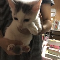白い子猫の男の子の里親募集中です！