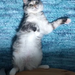 「お誕生日」サムネイル3