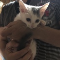 白い子猫ちゃんの里親募集中です！