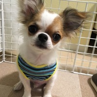 りんたろう
