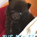 ポメラニアン子犬　だいず