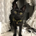  少し臆病な黒猫♀「ベル」