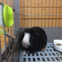 ごましお・二フラー 