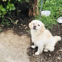 ふわふわ長毛の男の子