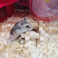 はな