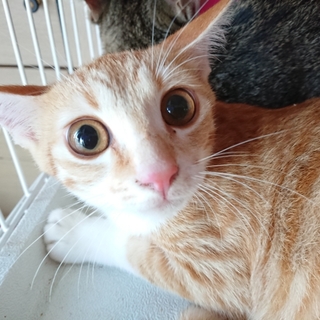 お目目クリックリ！茶チビちゃん