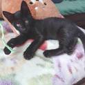 黒猫メスの子猫ちゃん♪ 生後2カ月