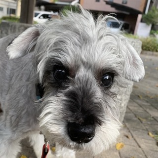 人が大好きで甘えたな男の子♪