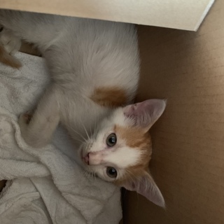 人懐っこく可愛い仔猫です。