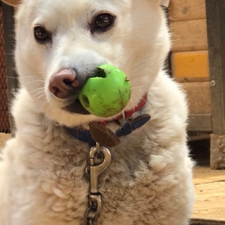 小さな女の子☆ぽぽ