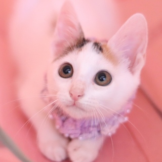 人馴れ抜群＆超甘えん坊のスリゴロ女の子