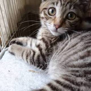 おてんばな美猫  ツンデレちゃんです