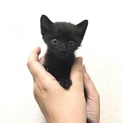 ちっちゃな黒の男の子（動画あり）