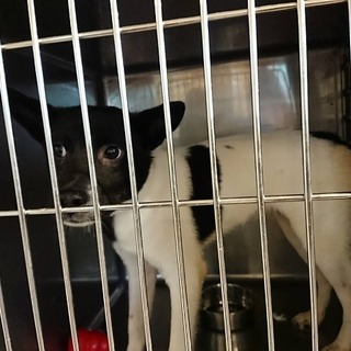 【ここからだして】白黒ウッシー生後6ヶ月　