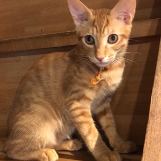 元気で甘えん坊兄弟　茶トラのタク君