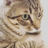 の写真