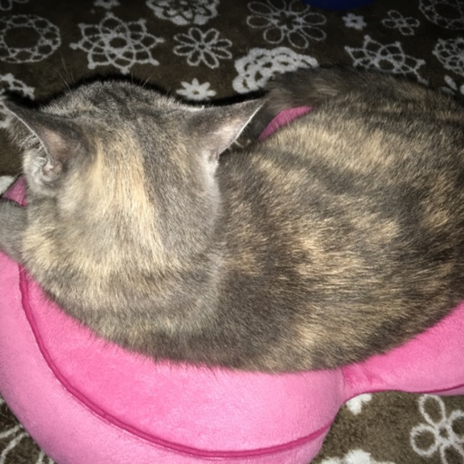 Mari.Bのカバー写真