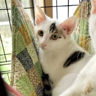 ぼっこくん（仮名）です。おとなしい子です。