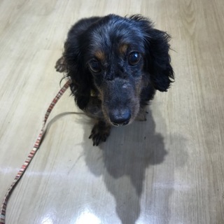 いったん募集停止　小さめダックスの女のコ