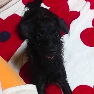 おっちょこちょいのおてんば娘未来☆に家族を