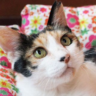 三毛猫愛ちゃんの里親募集