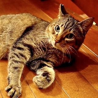 人が大好き❣️猫との距離は微妙、、