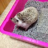 とも٩( ´ω` )و