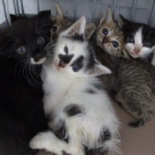 譲渡されました。