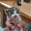 かわいいオス猫ちゃんです  8月15日辺り 生まれ