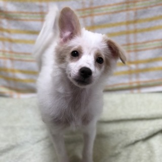 里親決定☆蘭ちゃん