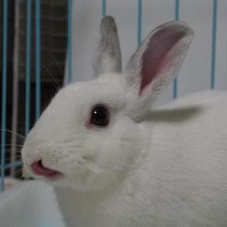 保護うさぎ しろしろくん