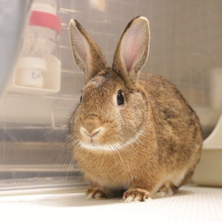 保護うさぎ(温泉うさぎ) あぃんくん