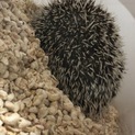 ハリネズミメス2歳