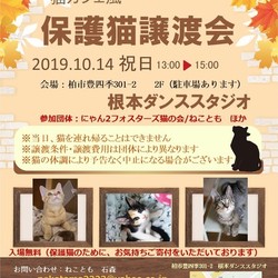 猫カフェ風保護猫譲渡会in　根本ダンススタジオ サムネイル1