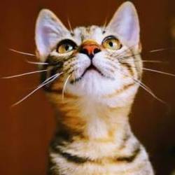 猫カフェ風保護猫譲渡会in　根本ダンススタジオ サムネイル2