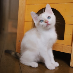 猫カフェ風保護猫譲渡会in　根本ダンススタジオ サムネイル3