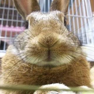 保護うさぎ(温泉うさぎ) みぃんちゃん