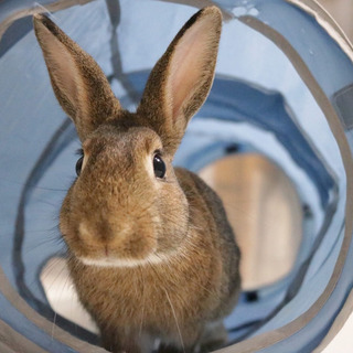保護うさぎ(温泉うさぎ) ほぉんくん