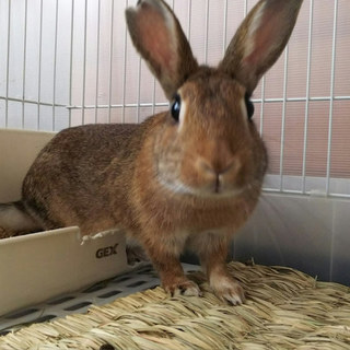 保護うさぎ(温泉うさぎ) オングちゃん