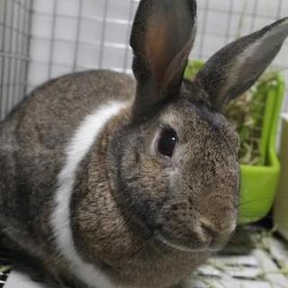 保護うさぎ(温泉うさぎ) 光冴(こうが)くん