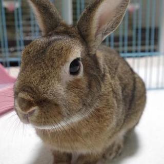 保護うさぎ(温泉うさぎ) 旭陽(あさひ)くん