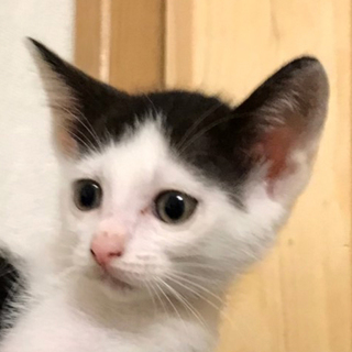 前髪真ん中分けにゃんこ白黒★可愛い雪乃ちゃん