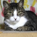 [去勢済み] 身寄りの無い猫ちゃん里親募集中