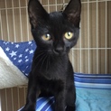 ３カ月の活発な黒猫の男の子です。