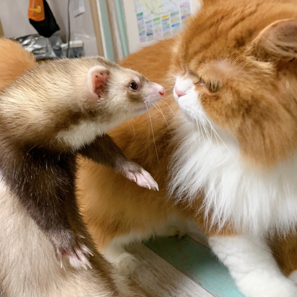 こめだのカバー写真