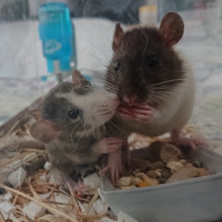 ファンシーラットの里親様を探しています